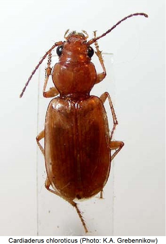 cardiaderus_chloroticus_hab.jpg