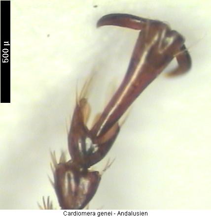 cardiomera_genei_tr.jpg