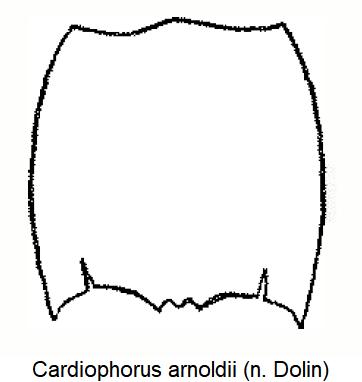 cardiophorus_arnoldii_hsch.jpg