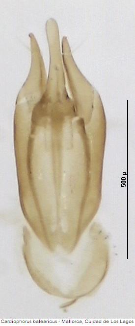 cardiophorus_balearicus.jpg