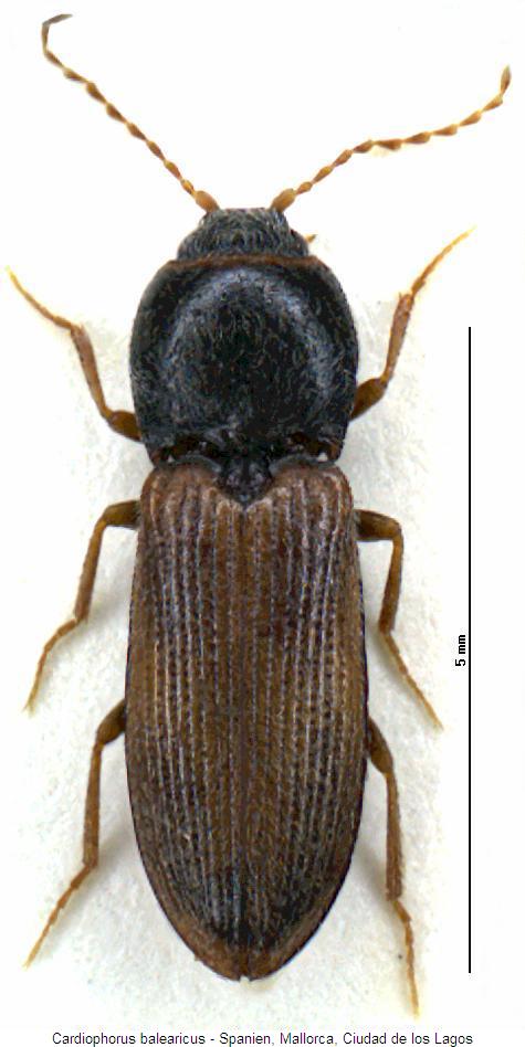 cardiophorus_balearicus_hab3.jpg