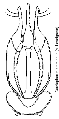cardiophorus_gramineus.gif