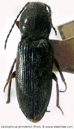 cardiophorus_jermolenkoi_hab.jpg