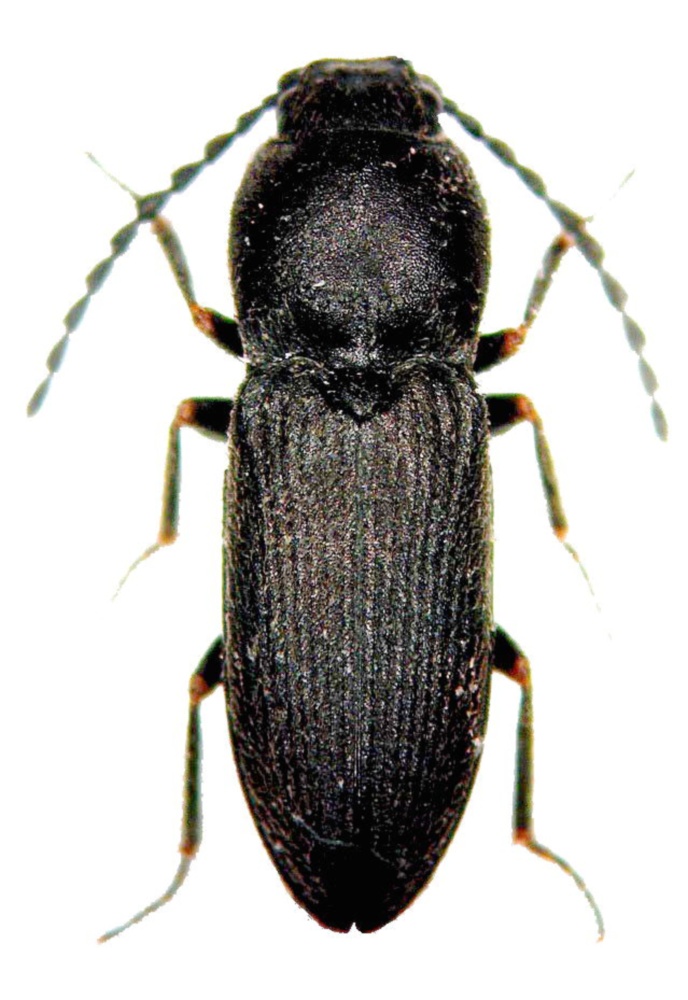 cardiophorus_lompei_hab.jpg