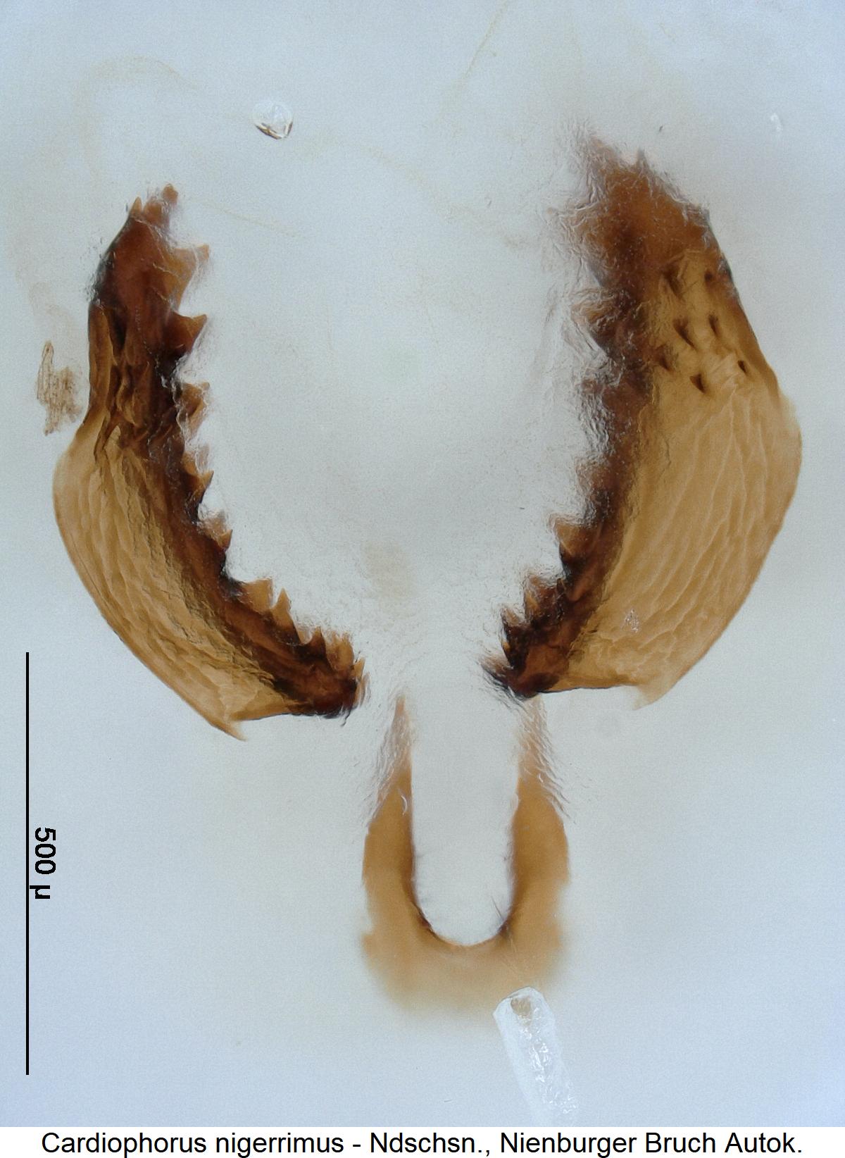 cardiophorus_nigerrimus_bur1.jpg
