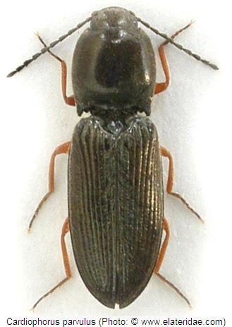 cardiophorus_parvulus_hab.jpg