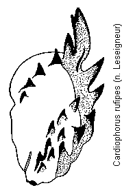 cardiophorus_rufipes_bursa.gif