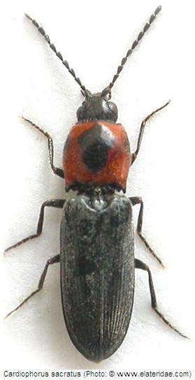 cardiophorus_sacratus_hab.jpg