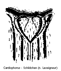 cardiophorus_schildchen.gif
