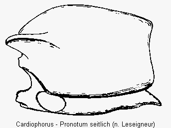 cardiophorus_vbr.gif