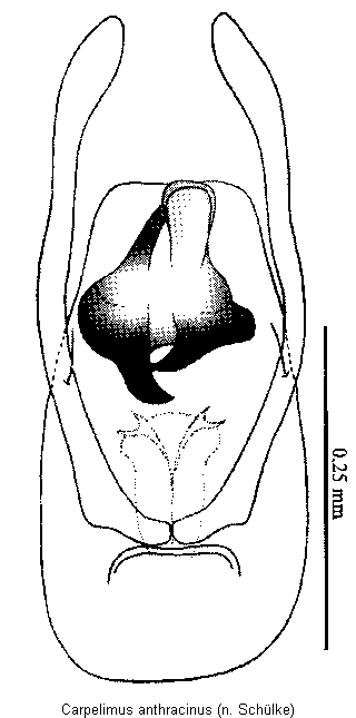 carpelimus_anthracinus.gif