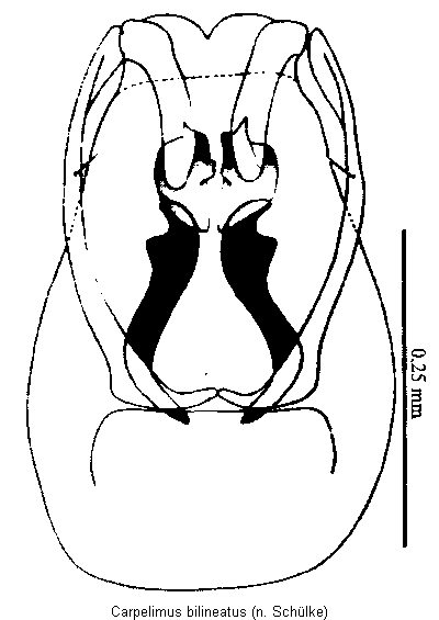 carpelimus_bilineatus2.gif