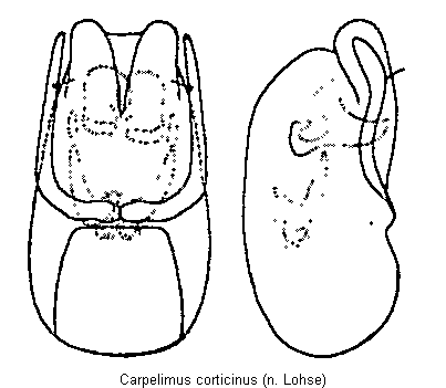 carpelimus_corticinus.gif