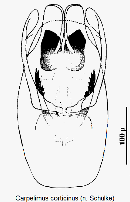 carpelimus_corticinus1.gif