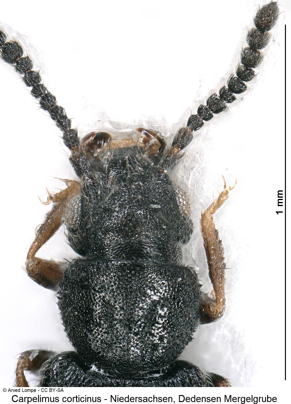 carpelimus_corticinus_ck36407457_vk.jpg