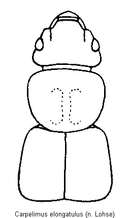 carpelimus_elongatulus_vk.gif