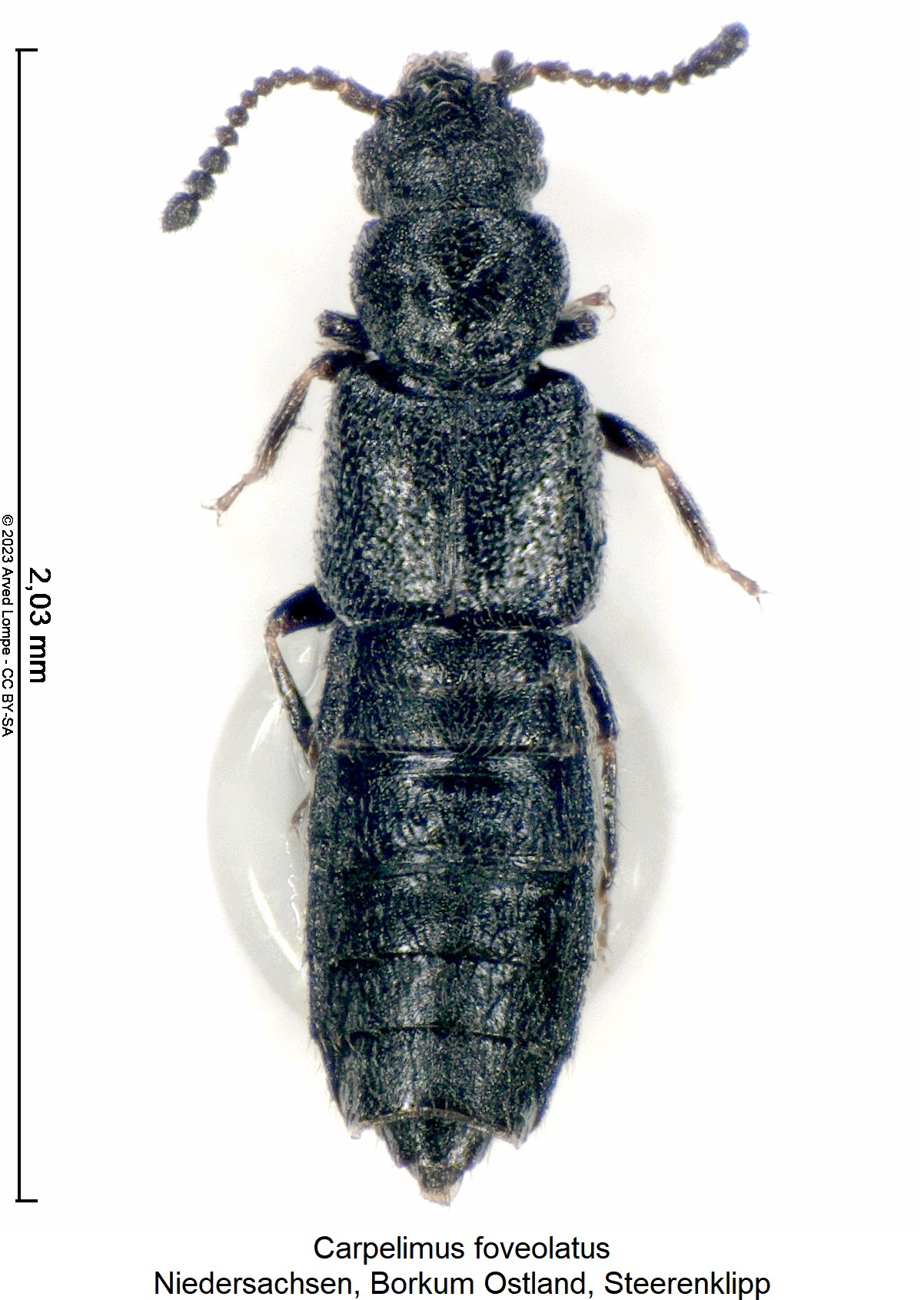 carpelimus_foveolatus_hab.jpg