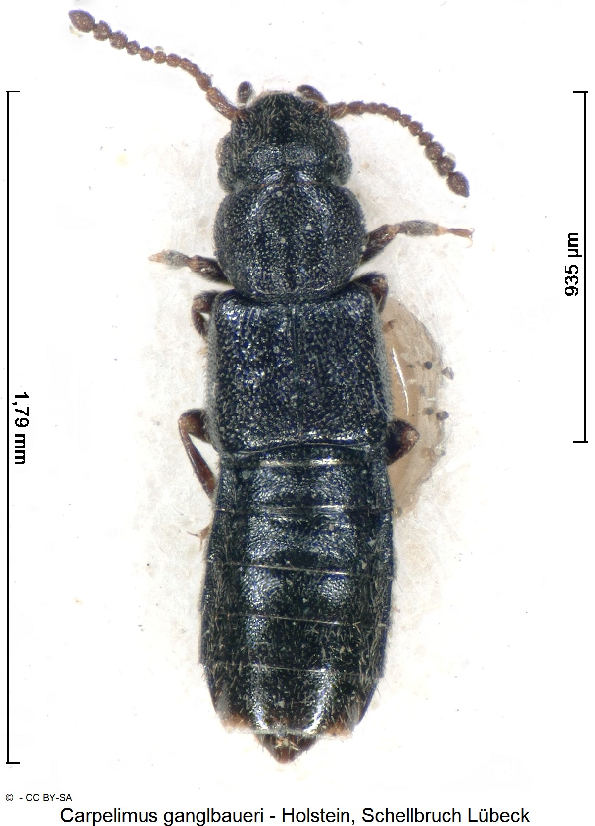 carpelimus_ganglbaueri_ck4478_hab.jpg