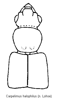 carpelimus_halophilus_vk.gif