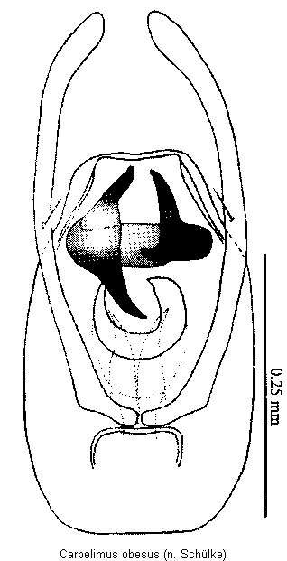 carpelimus_obesus.gif
