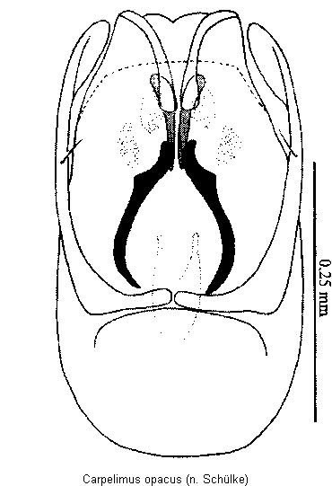 carpelimus_opacus.gif