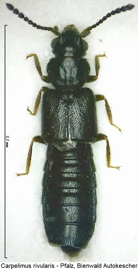 carpelimus_rivularis_hab.jpg