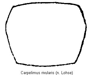 carpelimus_rivularis_hsch.gif