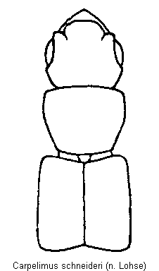 carpelimus_schneideri_vk.gif