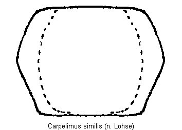 carpelimus_similis_hsch.gif