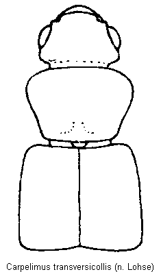 carpelimus_transversicollis_vk.gif
