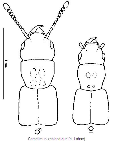 carpelimus_zealandicus_vk.jpg