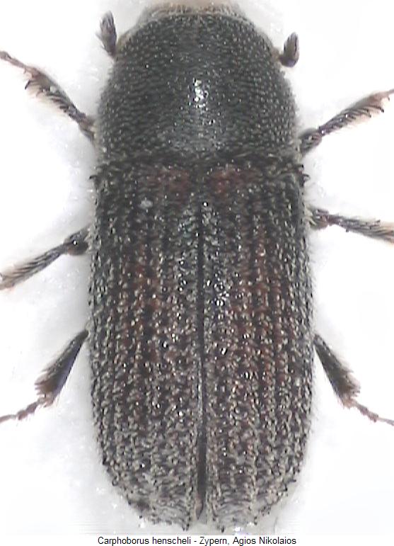 carphoborus_henscheli_hab.jpg