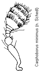 carphoborus_minimus_f.gif