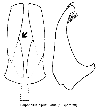 carpophilus_bipustulatus.gif