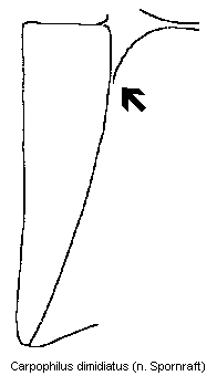 carpophilus_dimidiatus_mbr.gif