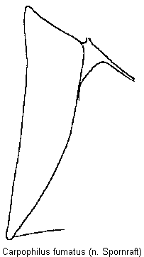 carpophilus_fumatus_mbr.gif
