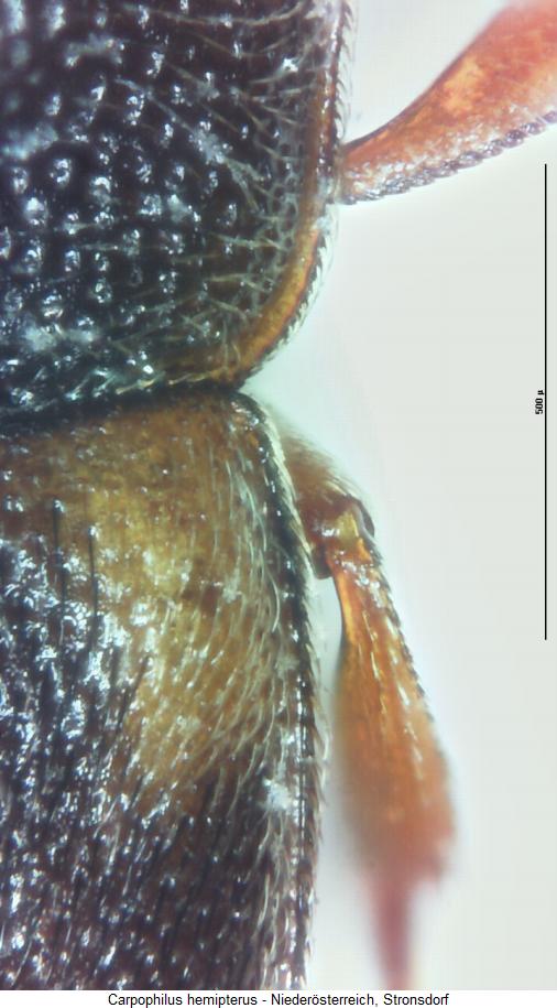 carpophilus_hemipterus_hschl.jpg