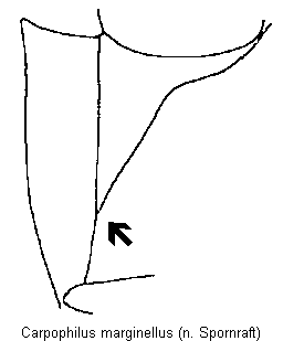 carpophilus_marginellus_mbr.gif