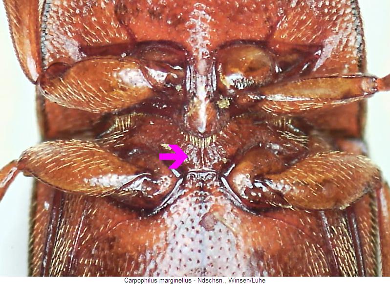 carpophilus_marginellus_mbr.jpg
