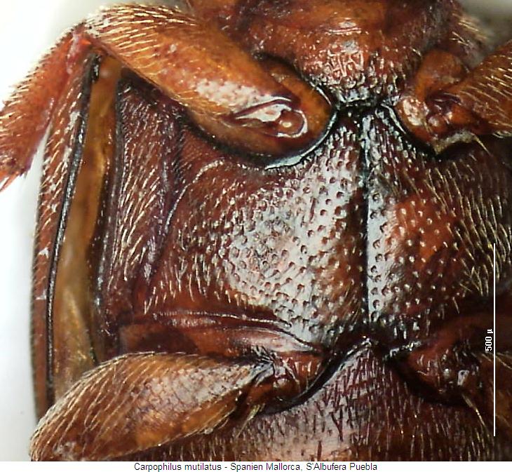 carpophilus_mutilatus_hbr.jpg