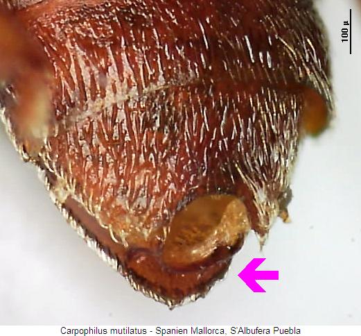 carpophilus_mutilatus_hlb.jpg