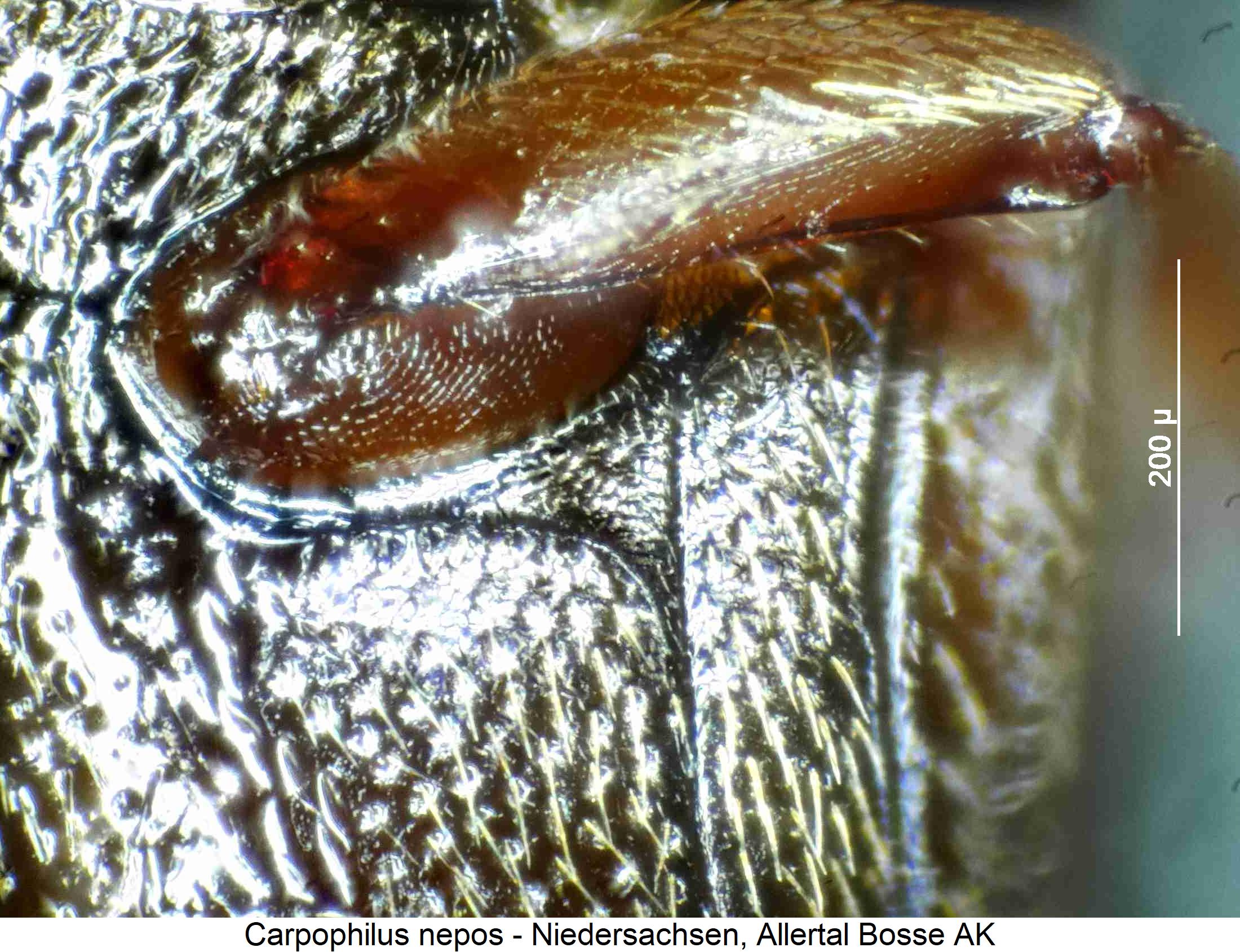 carpophilus_nepos_hbr.jpg