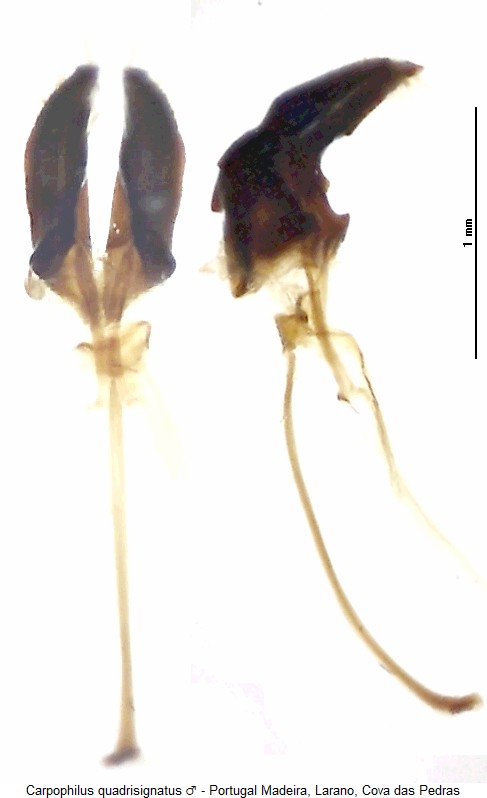 carpophilus_quadrisignatus.jpg