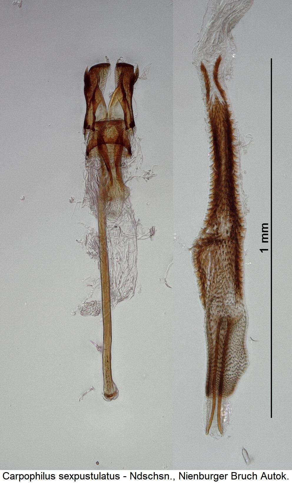 carpophilus_sexpustulatus_pc.jpg