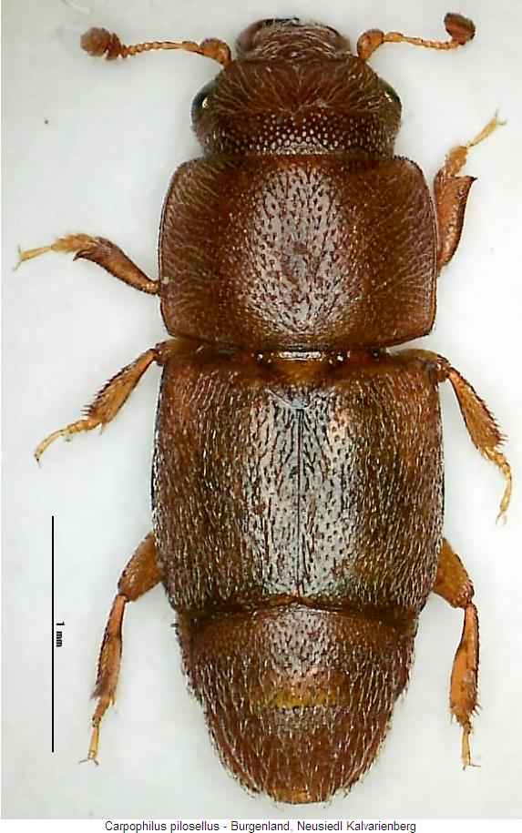 carpophilus_truncatus_hab.jpg