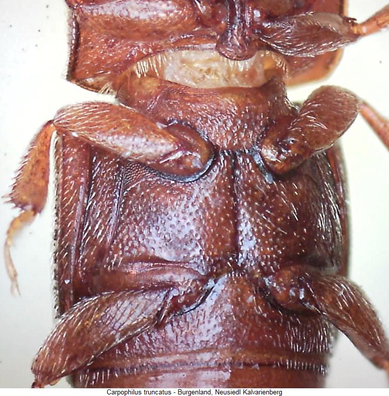 carpophilus_truncatus_hbr.jpg