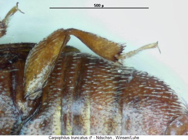 carpophilus_truncatus_hschn2.jpg