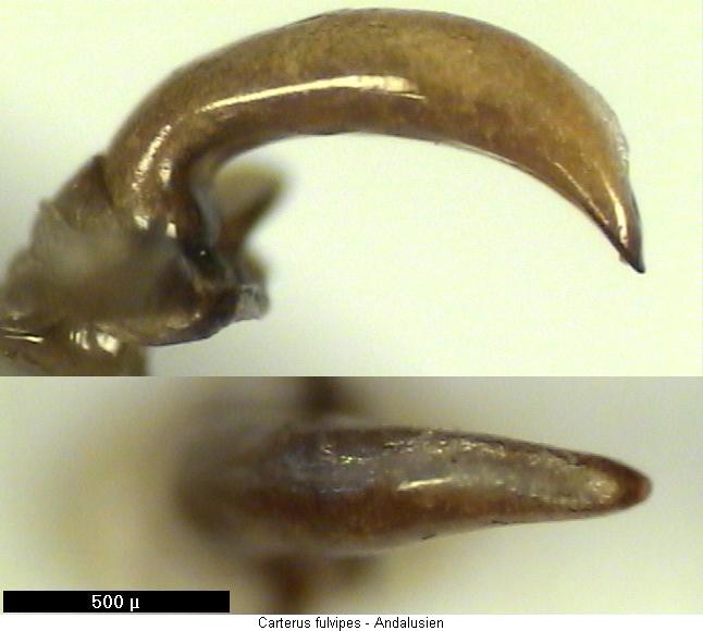 carterus_fulvipes.jpg