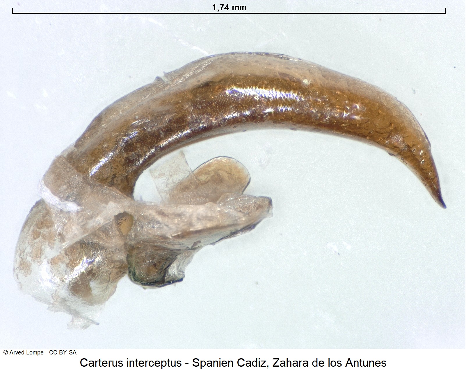 carterus_interceptus_ck31519682.jpg