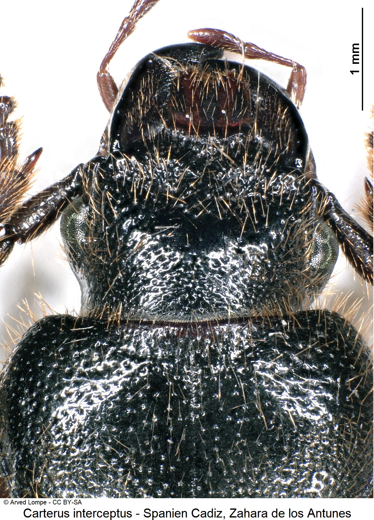 carterus_interceptus_ck31519682_k.jpg
